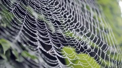 Close-up spider webs