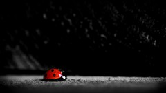 Close-up Spotted ladybirds