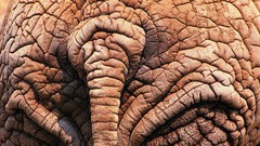 Close-up tails elephants