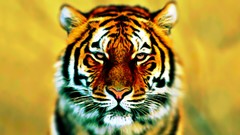 Close-up Tigers Photo manipulation
