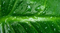 Close-up water drops