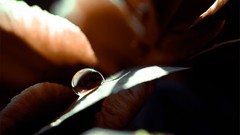 Close-up water drops captured