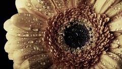 Close-up water drops macro