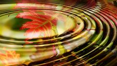 Close-up water leaf autumn