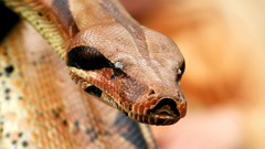 Close-up wildlife snakes