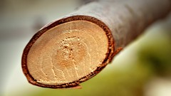 Close-up Wood
