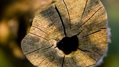 Close-up Wood macro
