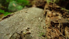 Close-up Wood macro depth
