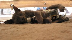 Closed eyes bottles cats