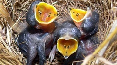 Closer amazing Birds bird