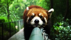 closeup Animals red panda atmosphere lazy Mammals