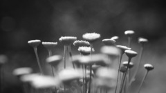 closeup monochrome nature macro Plants Flowers