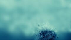 closeup Plants water drops