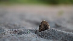 closeup sand Wood bay nature outdoors
