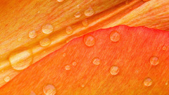 Closeup water drops nature