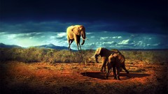 Clouds Animals elephants