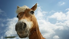 Clouds Animals Horses