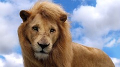 Clouds Animals Lions