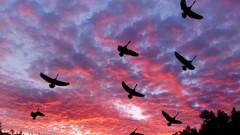 Clouds Birds