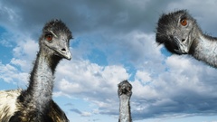 Clouds Birds ostrich