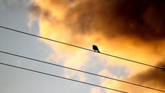 Clouds Birds silhouettes power lines skyscapes