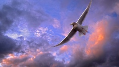 Clouds Birds skyscapes