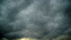 Clouds Birds skyscapes