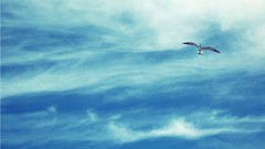Clouds Birds skyscapes
