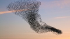 Clouds Birds swarm skyscapes
