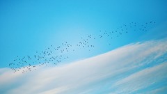 Clouds Birds swarm skyscapes