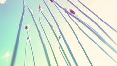 Clouds blue pink sunny