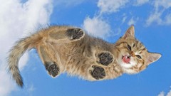 Clouds cats Kittens tongue skyscapes