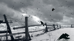 Clouds fences Birds crows