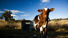 Clouds fields Cows farms