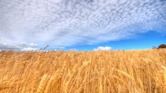 Clouds fields wheat