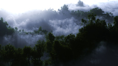 Clouds forest photography fog