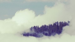 Clouds forests