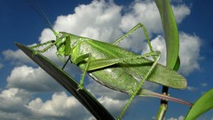 Clouds insects grasshopper