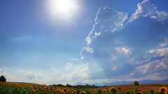 Clouds Landscapes fields Sunflowers