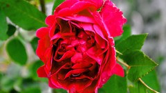 Clouds Landscapes Flowers rocks