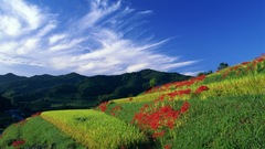Clouds Landscapes grass skyscapes