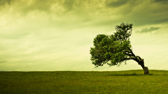 Clouds Landscapes nature Trees