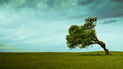 Clouds Landscapes nature Trees