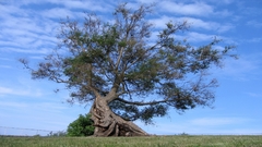 Clouds Landscapes nature Trees