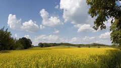 Clouds Landscapes nature Trees