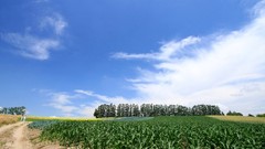 Clouds Landscapes nature Trees