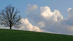 Clouds Landscapes nature Trees