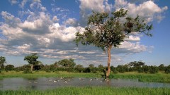 Clouds Landscapes nature Trees