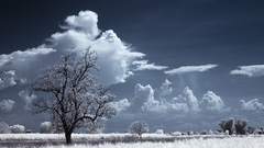 Clouds Landscapes Trees