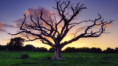 Clouds Landscapes Trees